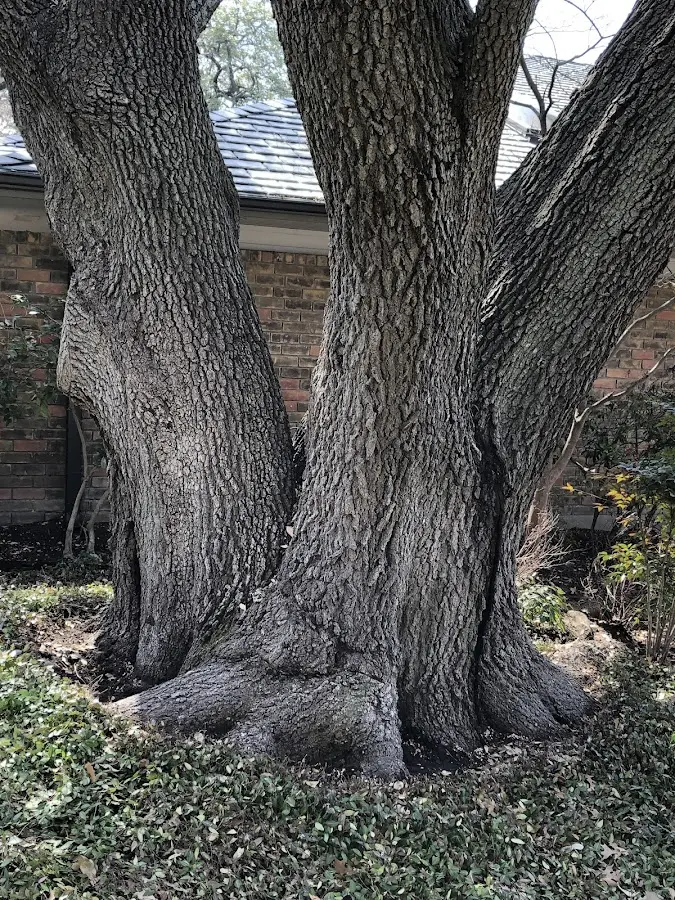 Mature heritage tree close to a Gravel Switch property cared for by certified arborists